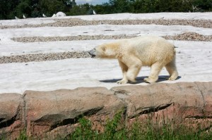 polar bear